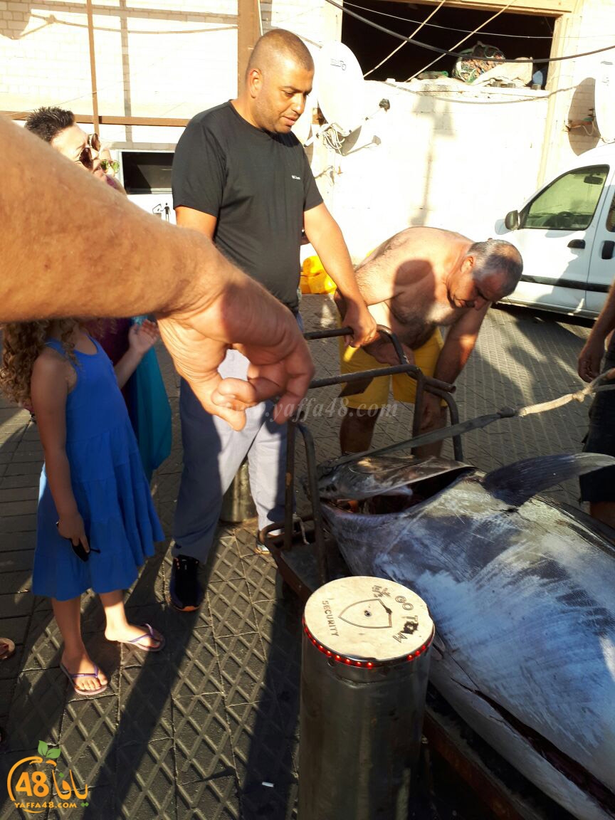 tuna fish yaffa (7).jpg